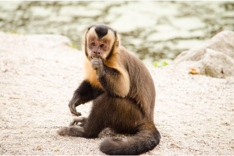 UK Gov Bans Ownership of Primates as Pets | Mirage News