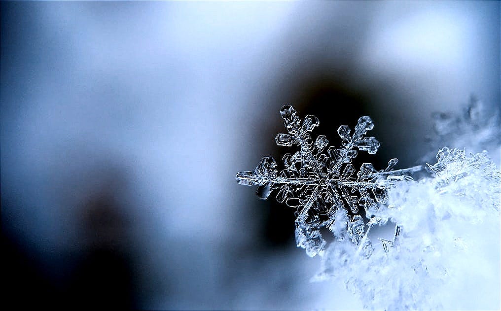 focused photo of a snow flake