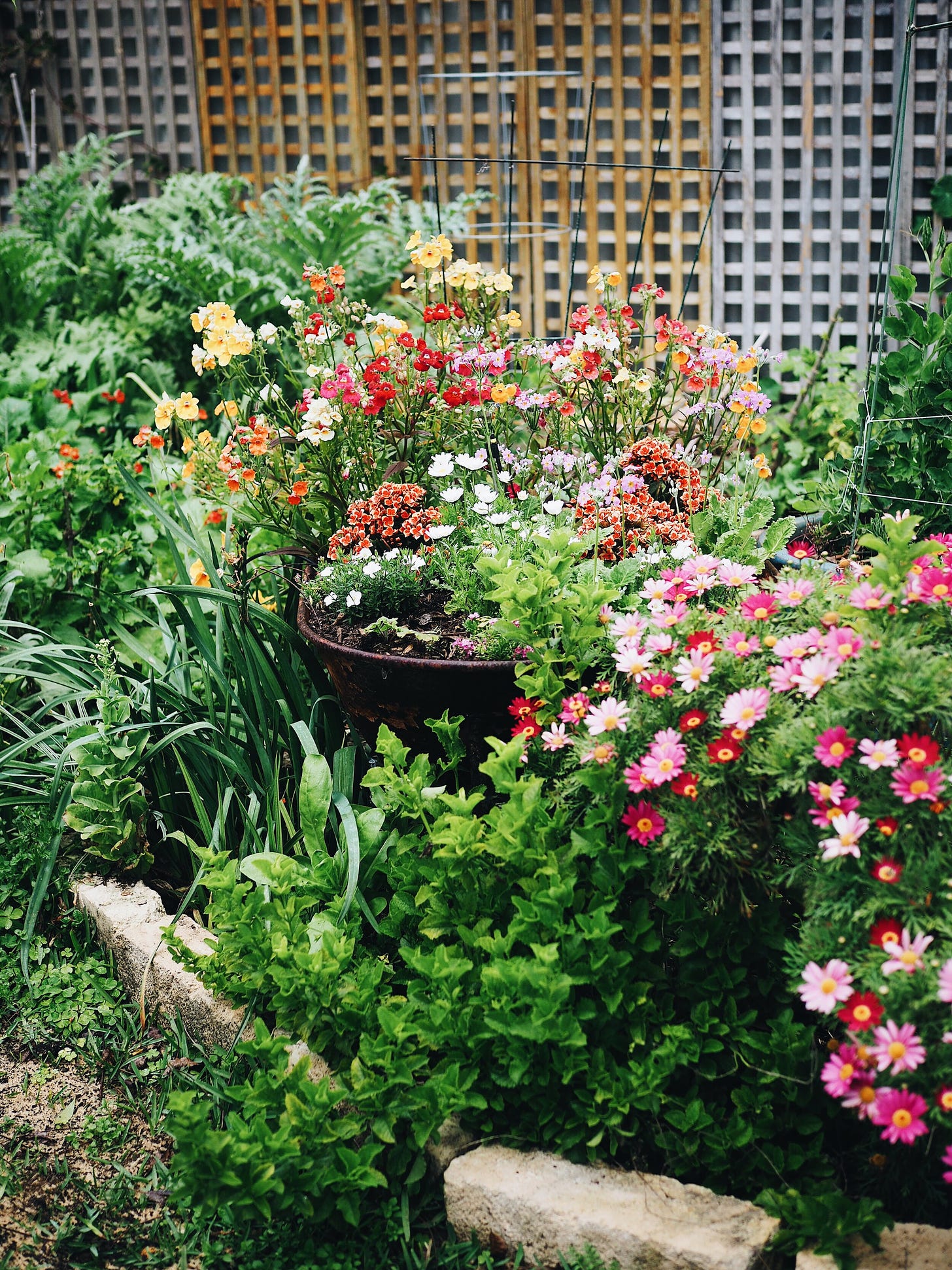 A wheelbarrow filled with orange, red and yellow Nemesia (back row), pink Primulas (middle row), orange and yellow Kalanchoe and little white daisies (front row).