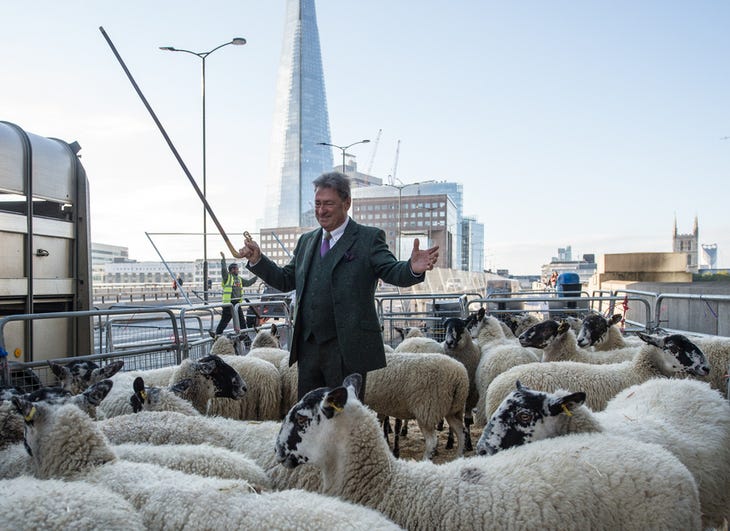 Alan Titchmarsh herding sheep, with the Shard in the background