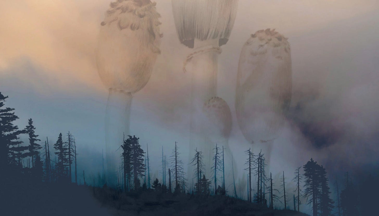 dreamy dual image of mushrooms and forest after fire dreamy dual image of mushrooms and forest after fire