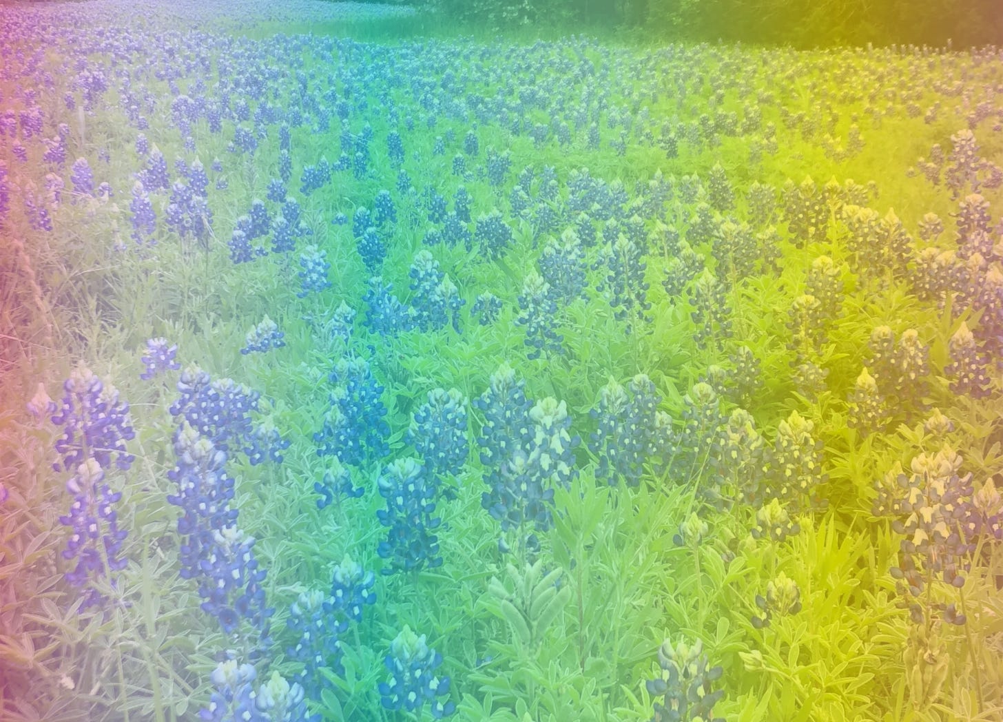 A photo of a field of Texas bluebonnets with a rainbow filter over it