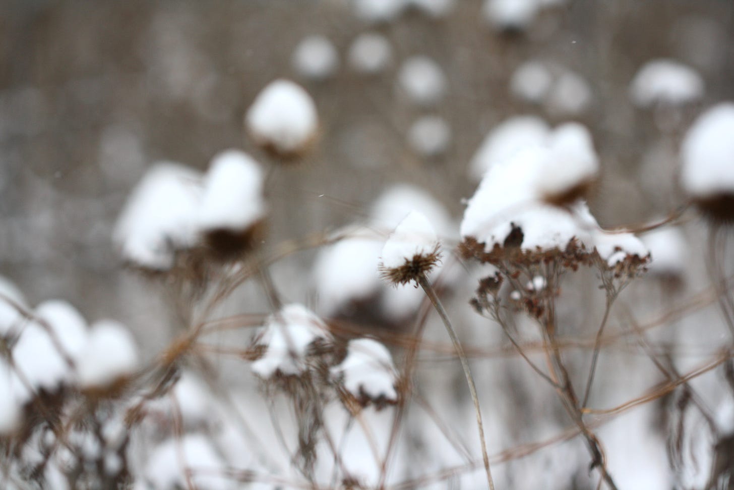 Snow on dried flowers 