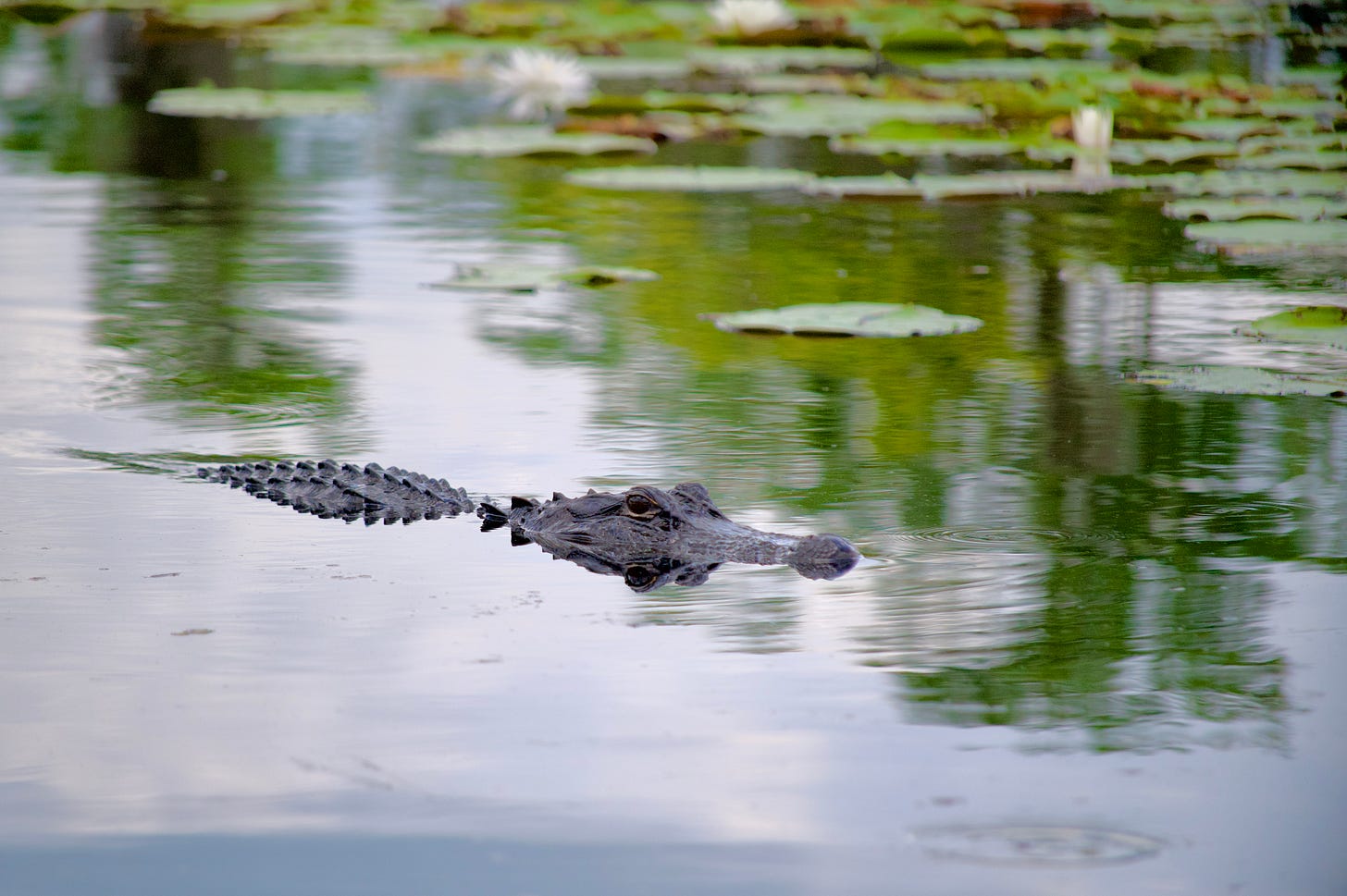 "Swamp Puppy", a fine art photograph taken by indie fantasy author Dallas Anne Duncan, shows a black-scaled alligator swimming through the mirror-like water of the Okefenokee Swamp in south Georgia.