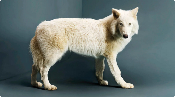 The Dire Wolf - Times Magazine