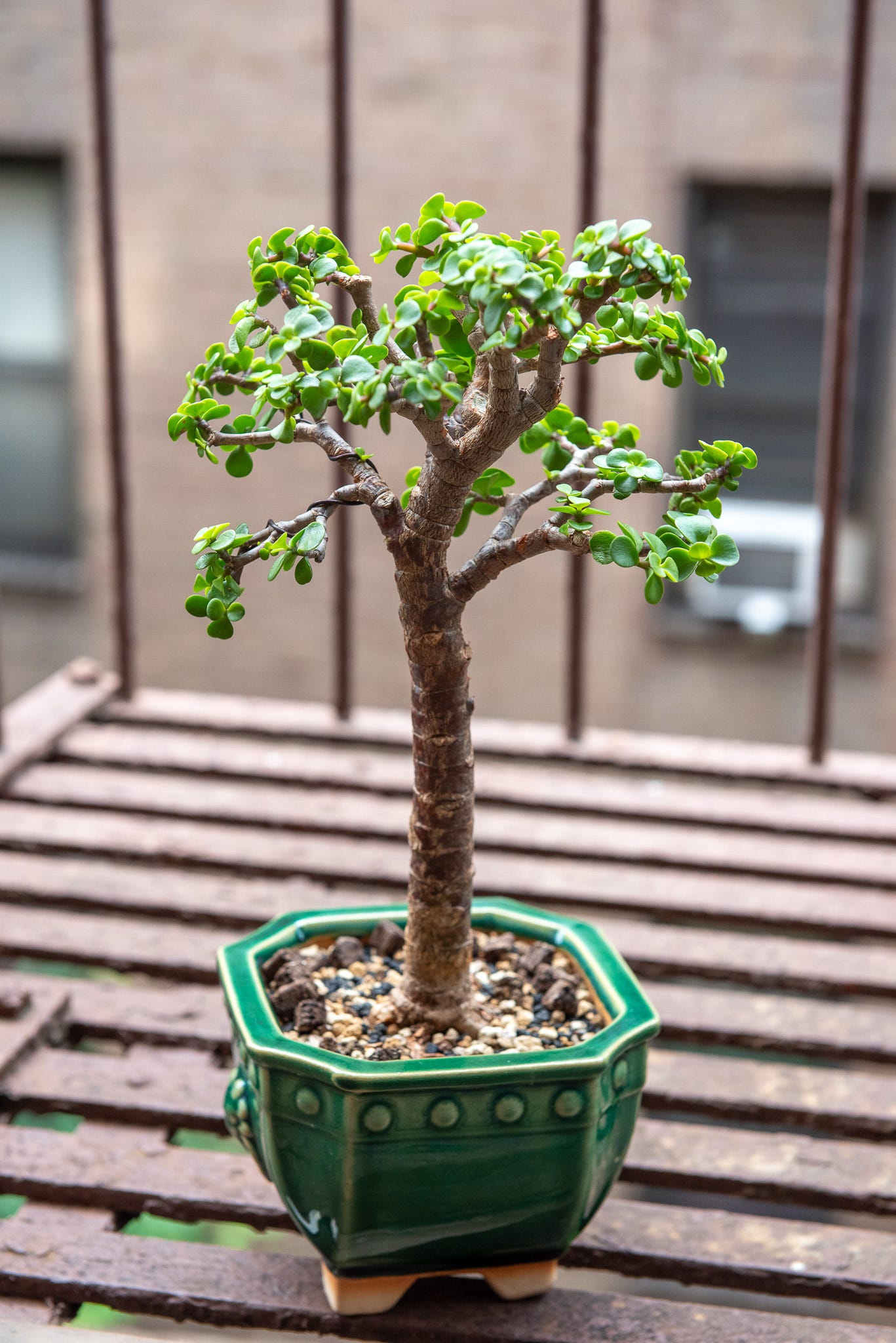 ID: Photo of portulacaria afra bonsai on my fire escape, looking bushy and vigorous