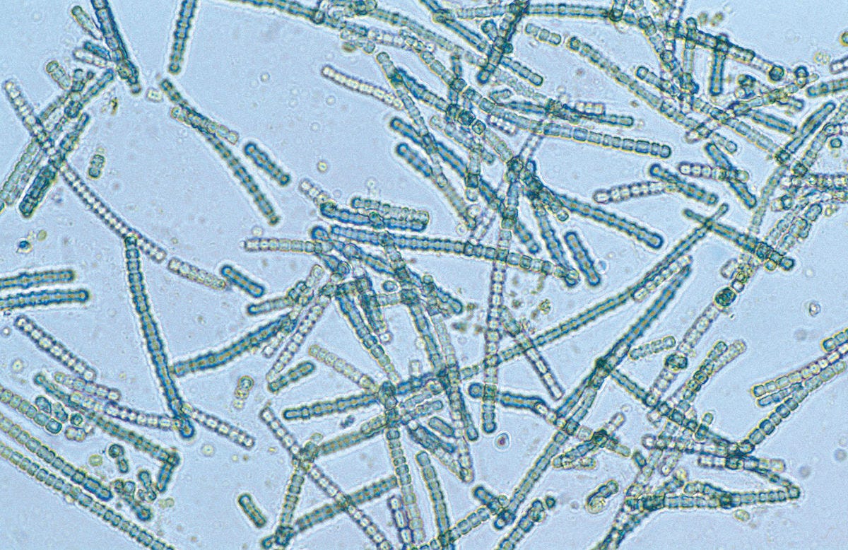 Cyanobacteria - Wikipedia