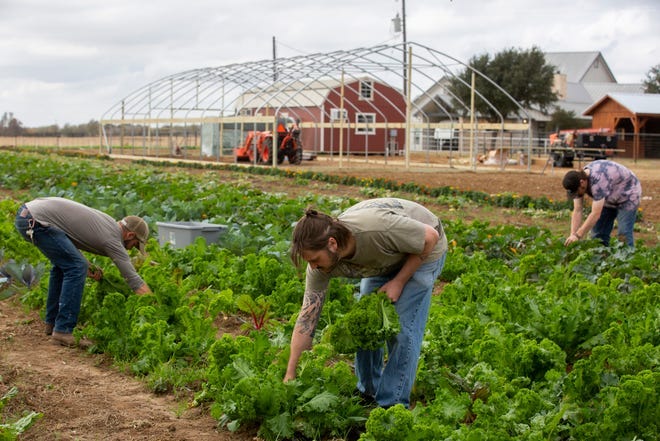 Recovery house in Elgin uses 12-step work, vegetable farm to help ...