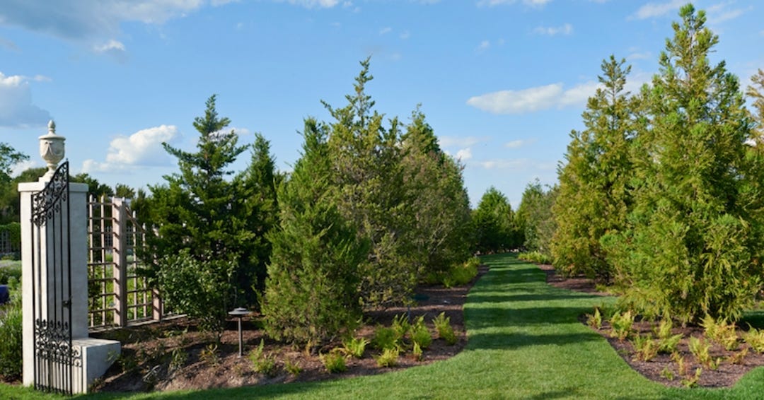 A path through 250 evergreens (including dwarf cultivars of Juniperus virginiana, Thuja occidentalis, and Tsuga canadensis) leads to Newport’s Blue Garden