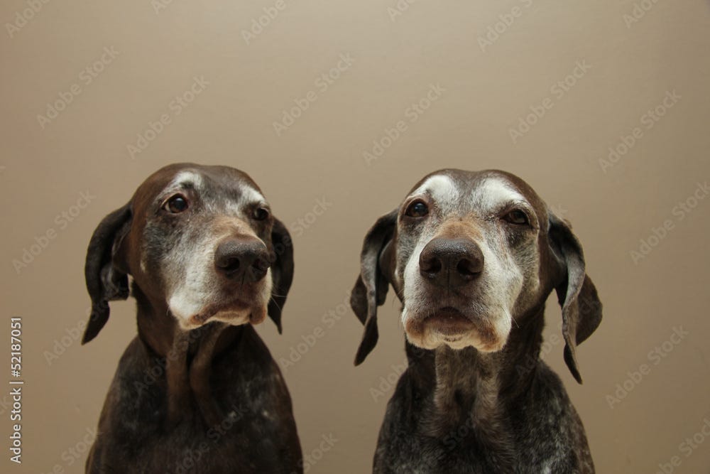 Senior pointer Sisters, almost 13 years old