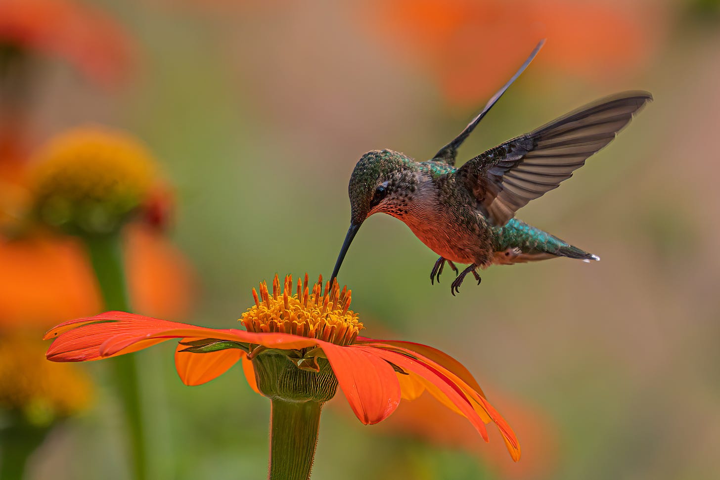 Hummingbird sipping from flower