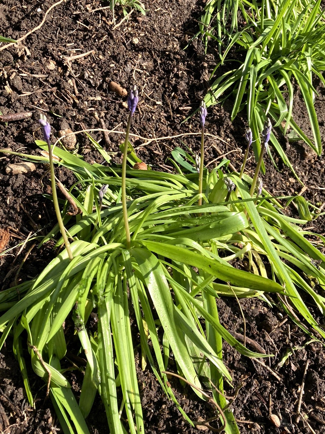 Unopened bluebells on a muddy bank. The bluebell buds are a blue-ish purple, despite the name. Their leaves are bright, light green and have a few waterdrops on them.