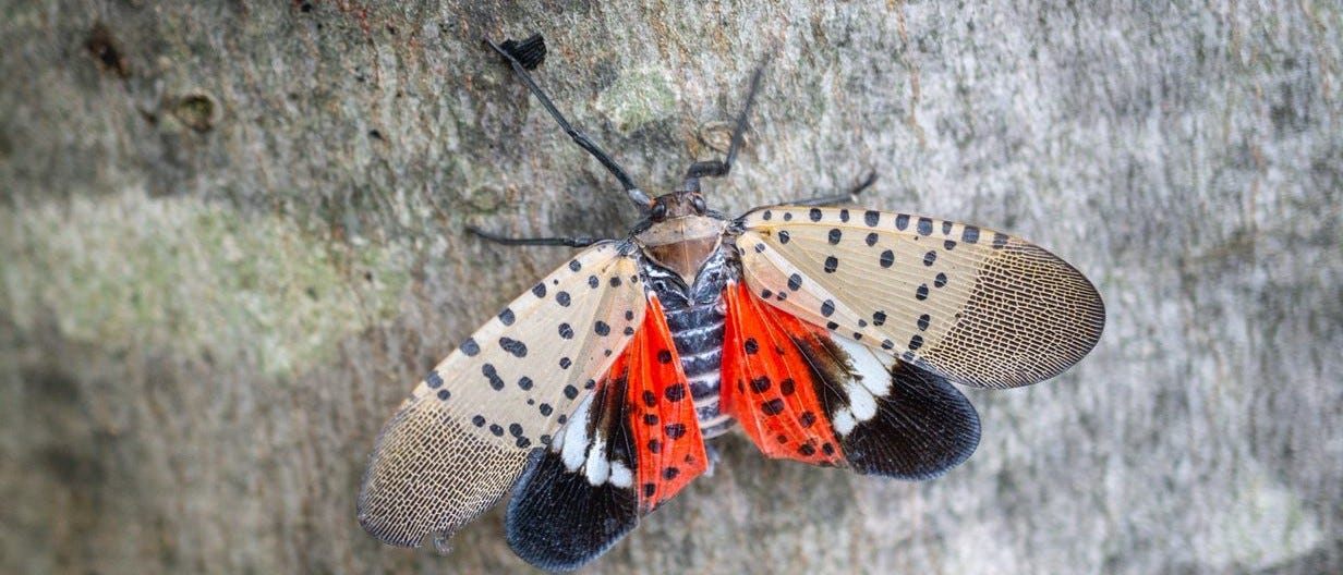 The spotted lanternfly has gloriously spotted wings, along with bright orange coloration in parts, but it is a menace to trees.