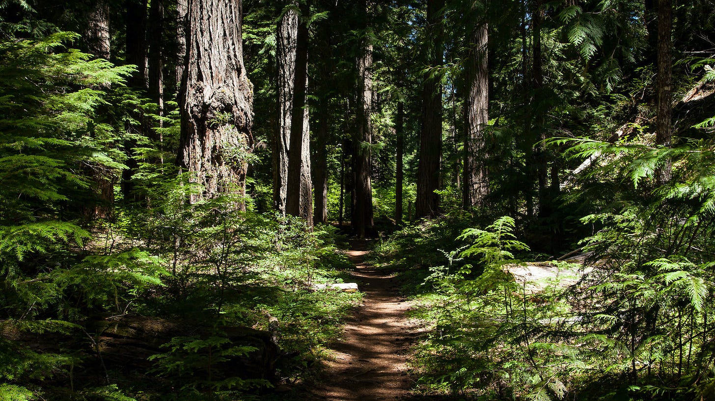 Old growth forest, ancient trees, lush ferns, and a soft pine needle path.