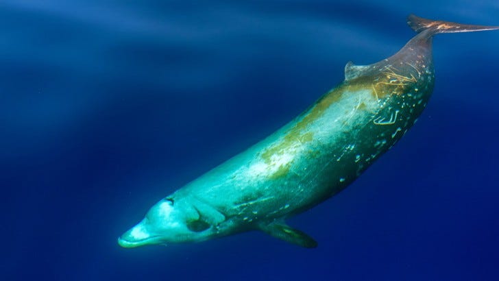 Cuvier's beaked whale