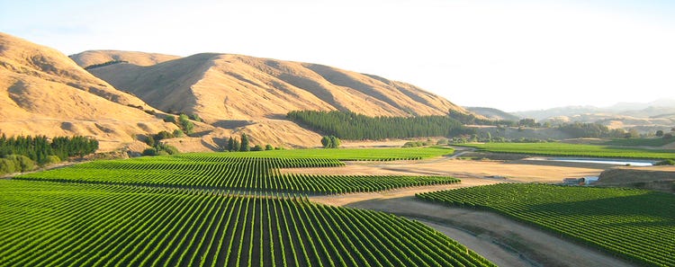 Craggy Range, a family-owned New Zealand winery established in 1998, grows its Sauvignon Blanc in the lower terrace of Martinborough's sustainably farmed Te Muna Road Vineyard, which enjoys a cool, coastal climate with warm, dry summers and mild winters that, the winery says, yield complex and structured wines with subtle aromatics and an elegant finish. –<a href="https://www.kobrandwineandspirits.com/brand-page/craggy-range/green_practices/" target="_new">Image from Craggy Range's Sustainable Practices info page.</a>
