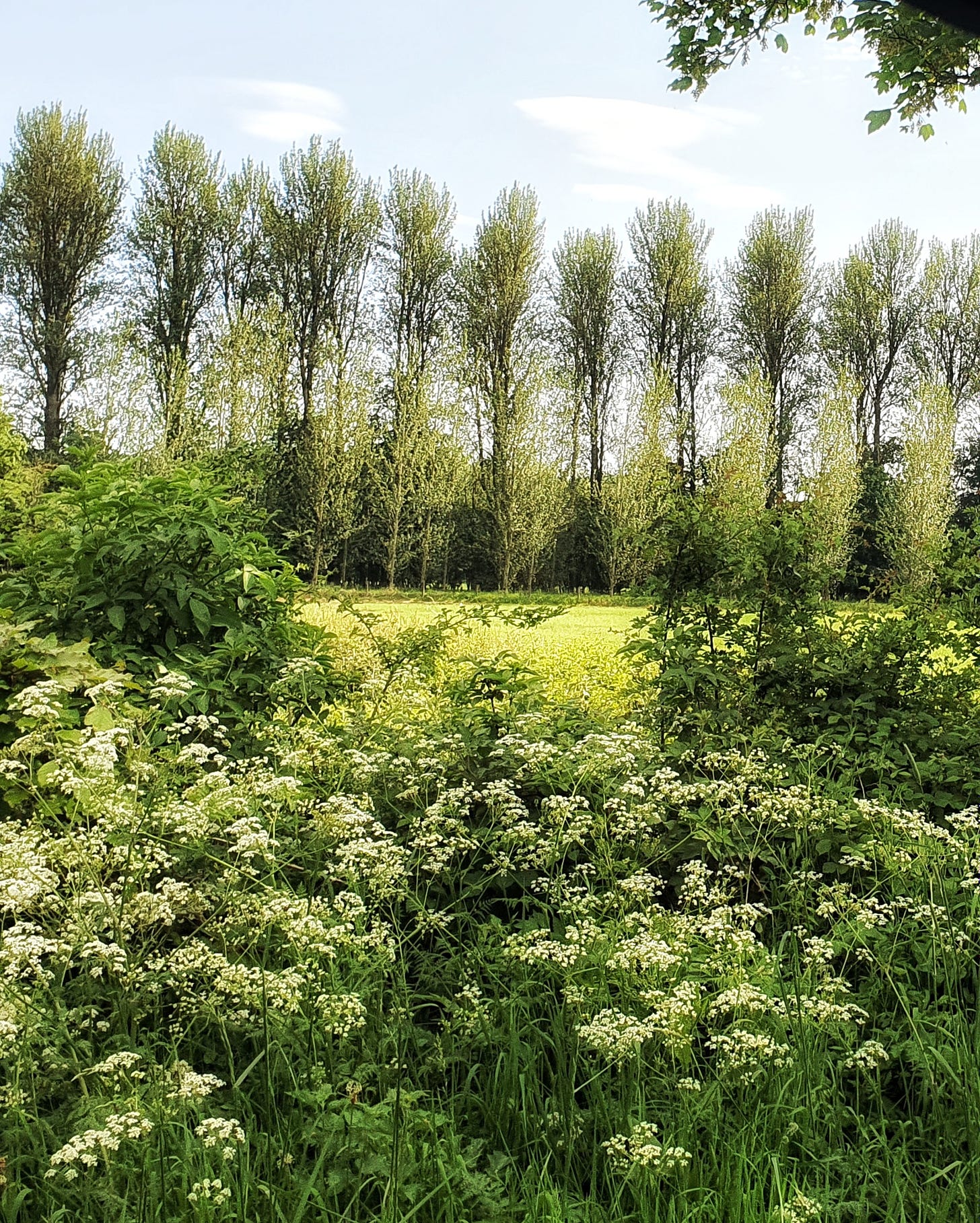 verdant green trees fields and undergrowth relieved by frothy creamy cow parsley. A Cumbrian scene