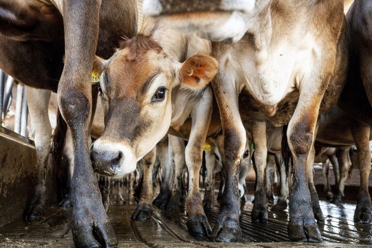 Jersey cows stand in a stall at Wickstrom Jersey Farms on Thursday, May 9, 2024, in Hilmar, Calif. The farm uses a diary digester to capture methane from cow manure which generates energy in an effort to reduce greenhouse gas emissions. (AP Photo/Noah Berger)