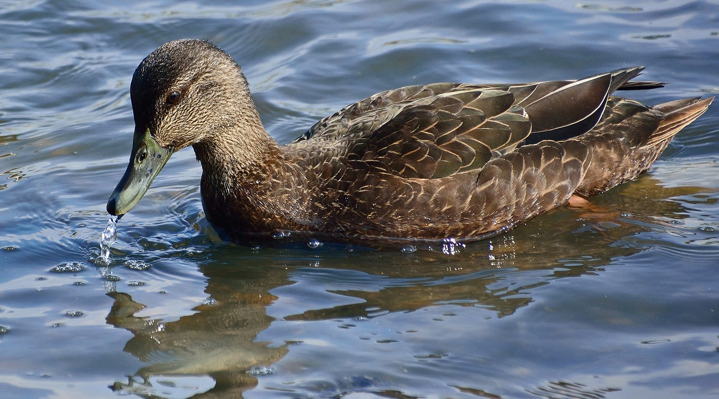 American black duck on the water