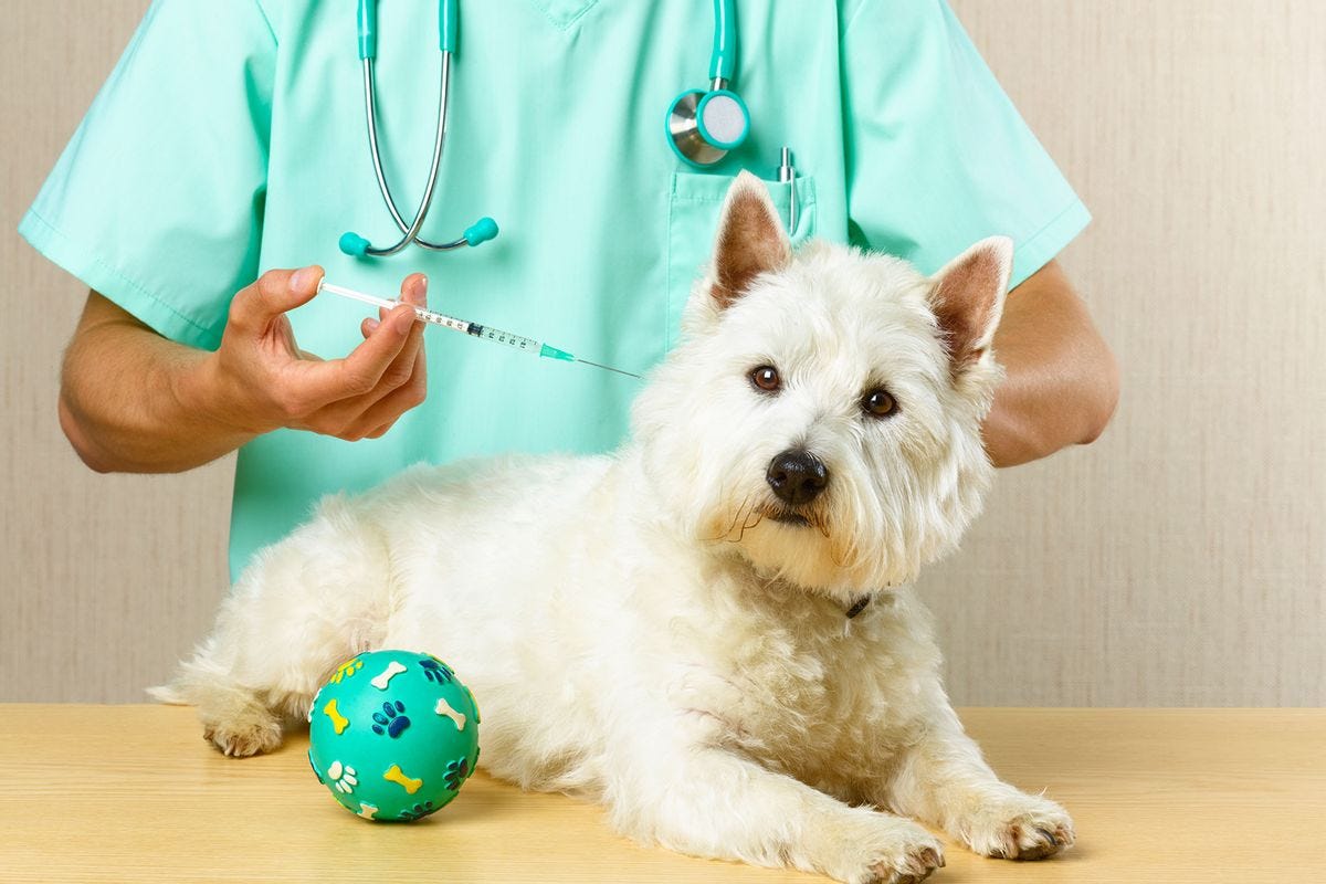 Dog getting vaccine from vet (Getty Images/Peter Dazeley)