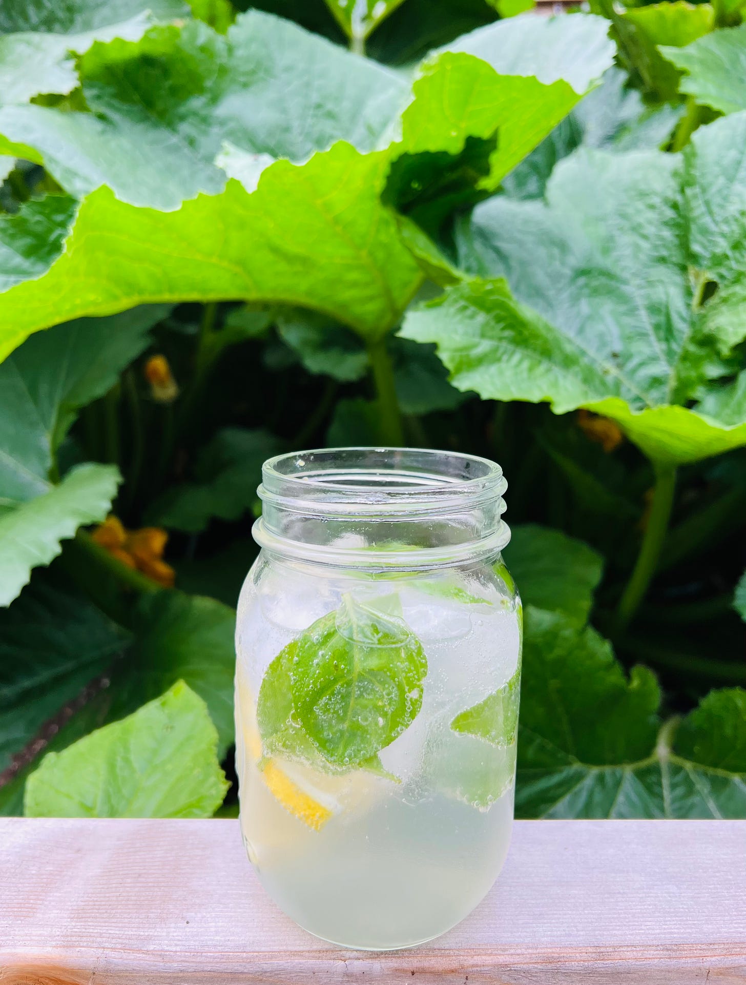 Photo of a gin and tonic sitting underneath large zucchini leaves on the edge of a garden box.