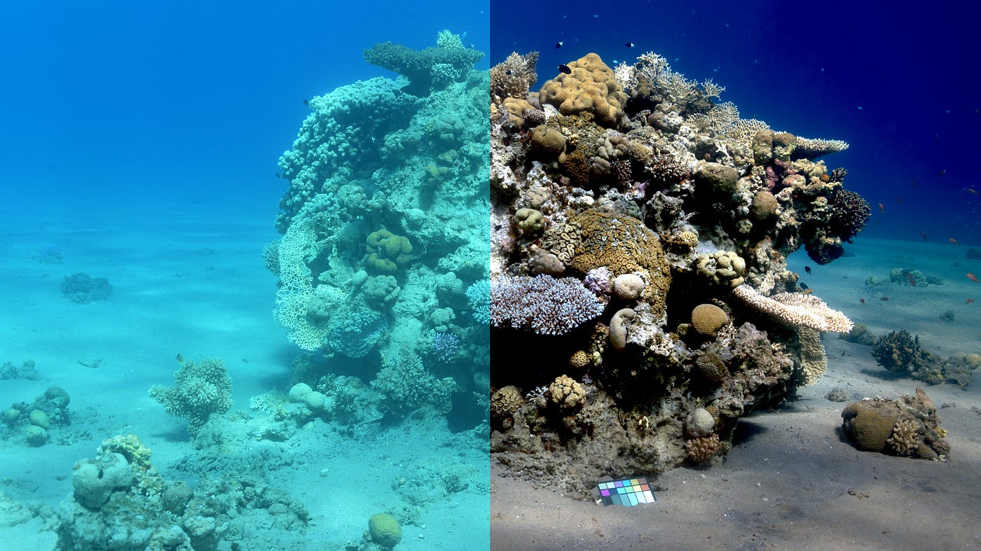 Sea-Thru: Removing Water from Underwater Images | by Raymond Willey |  Towards Data Science