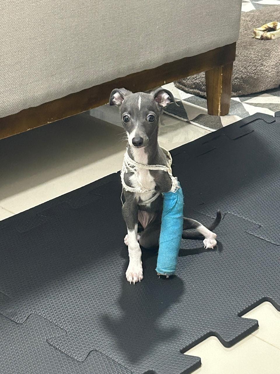 foto de gal sentada num tapete, ela está com a pata dianteira esquerda completamente enrolada num gesso coberto por kinesiotape azul. a patinha torta transeira está descansando e ela tem olhos bem grandes, atentos.