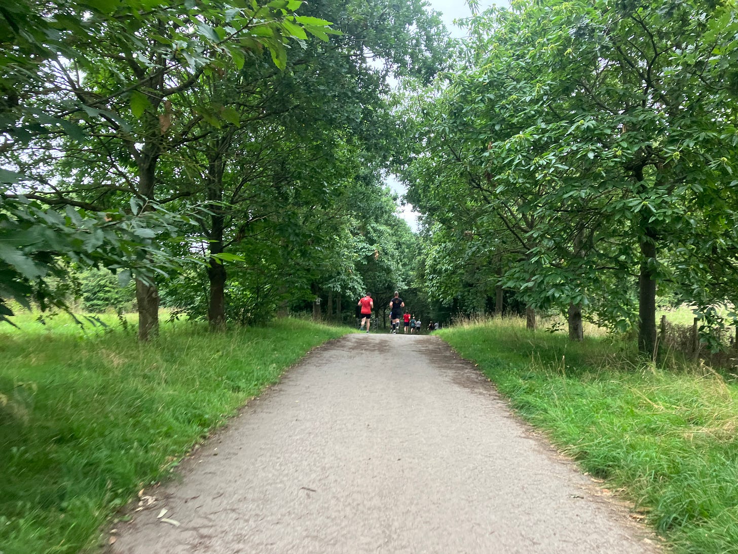 Wide path bordered by grass and trees