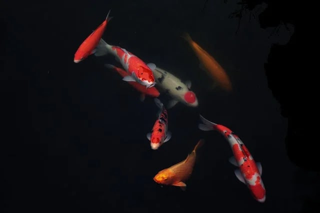 Colorful pet koi fish