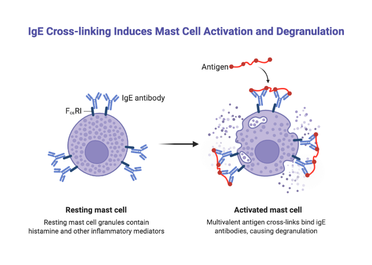 IgE Cross-linking Induces Mast Cell Activation and Degranulation |  BioRender Science Templates