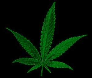 marijuana leaf