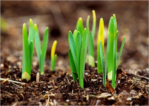 The Green Shoots of Spring - Laurie Graham