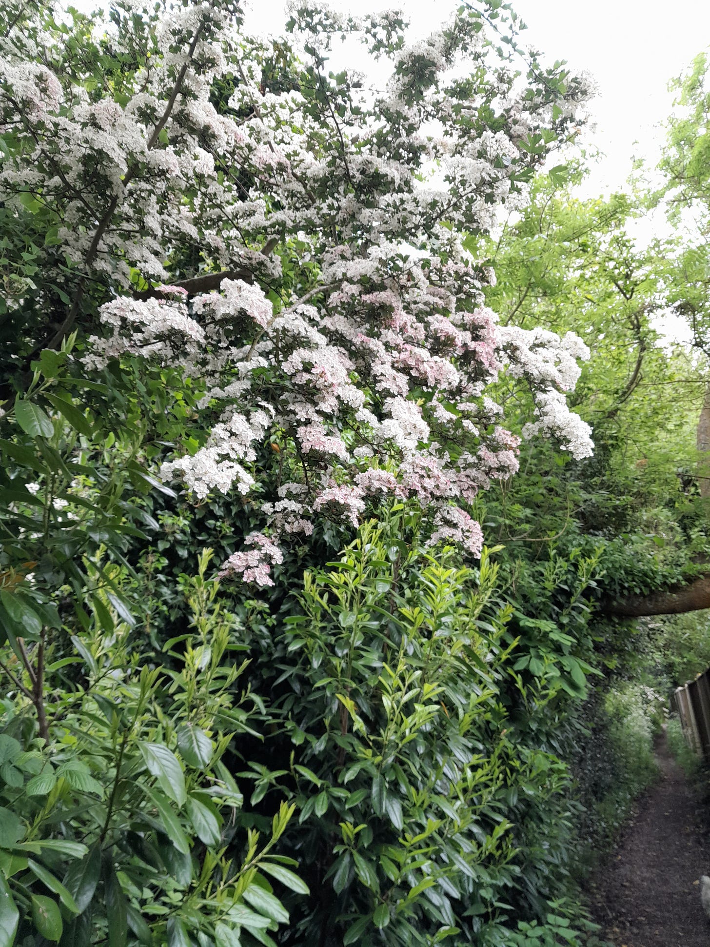 Hawthorn blossom in the foreground. A footpath runs below a horizontal branch, wide as a treetrunk, that forms a doorway