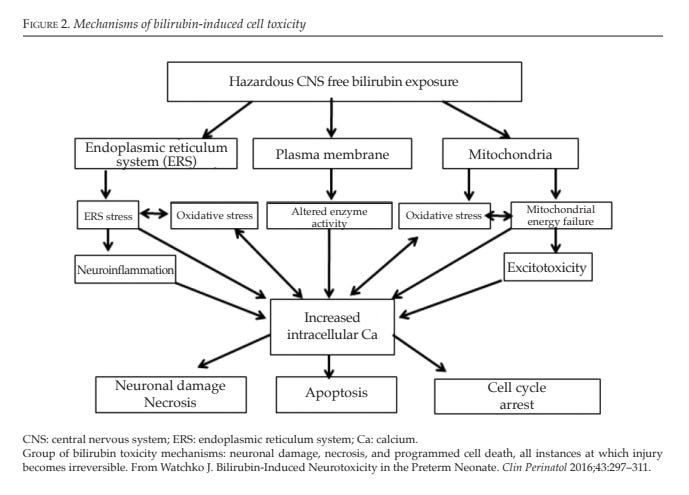 flow chart showing the mechanisms of bilirubin-induced cell toxicity