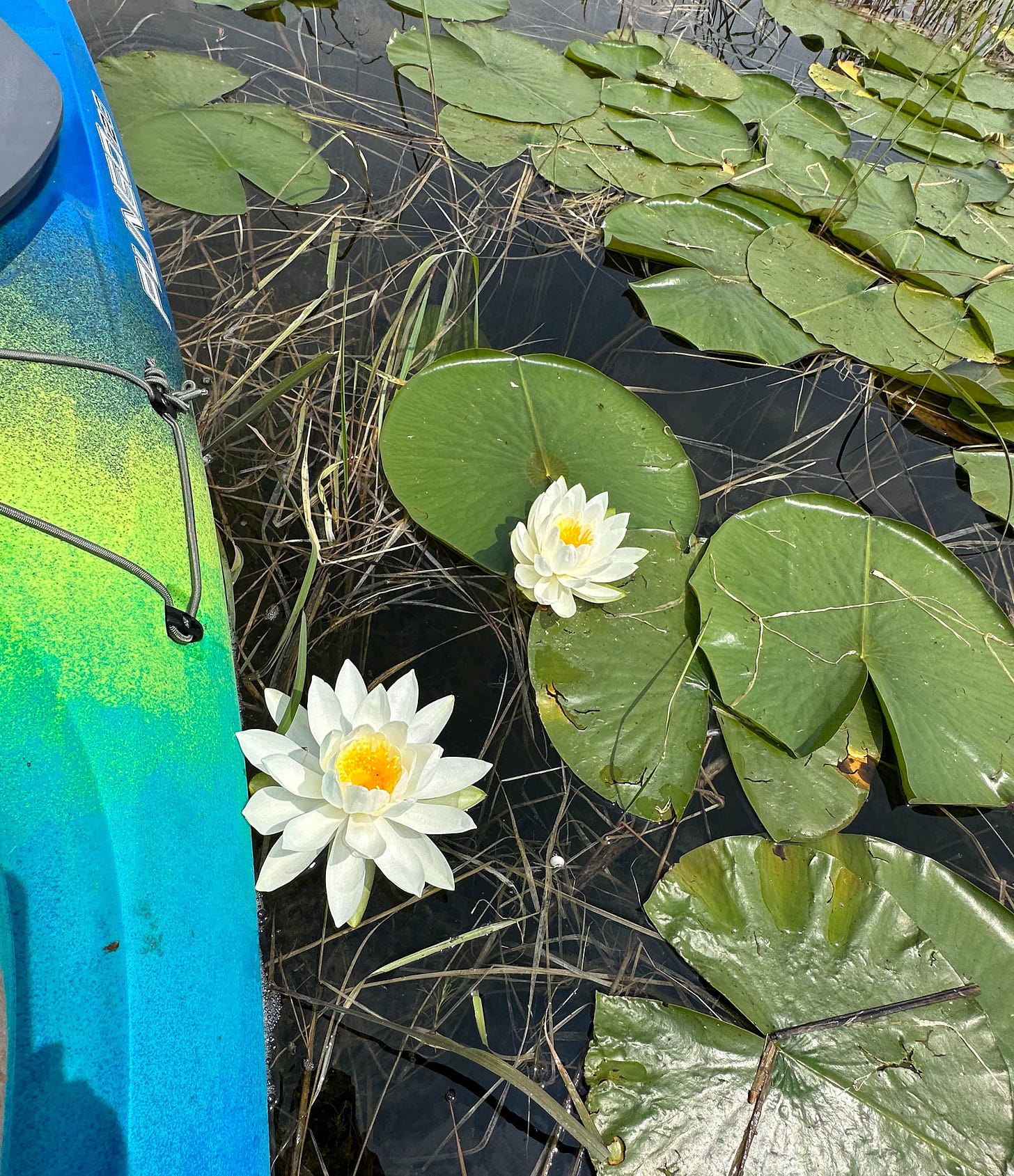 View looking down from blue kayak on two water lilies among many lily pads.