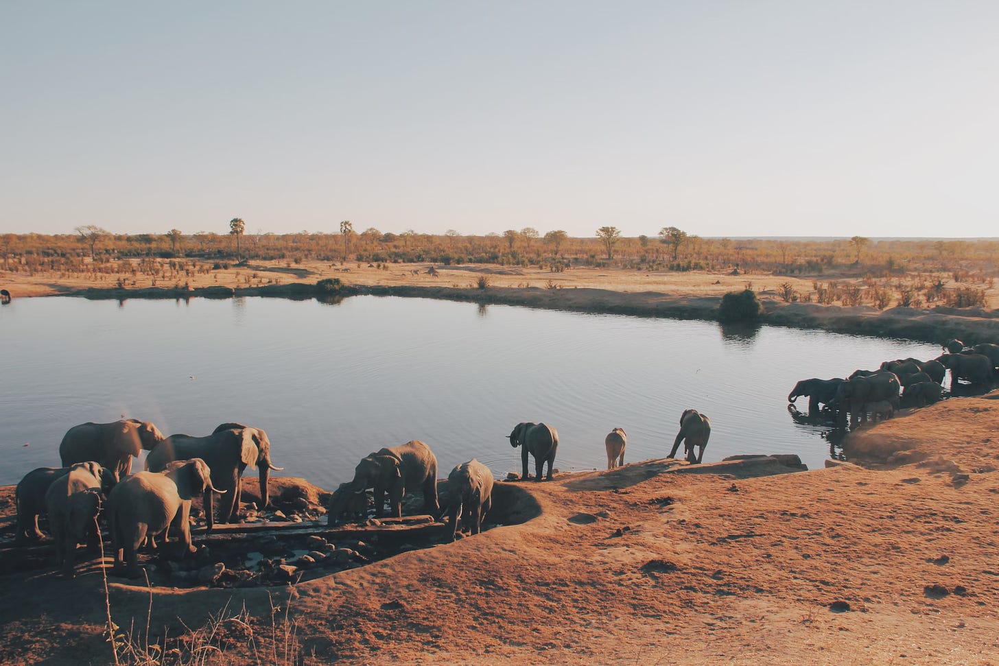 elephant dans la savane autour d'un point d'eau