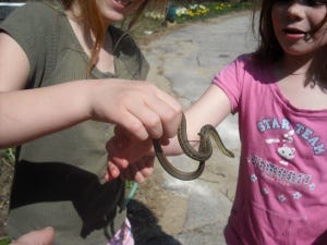 Garter Snake