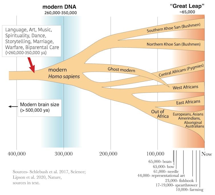 Tree diagram showing human evolution. Tree diagram showing human evolution.