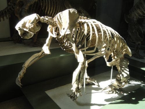 Magalonyx skeleton