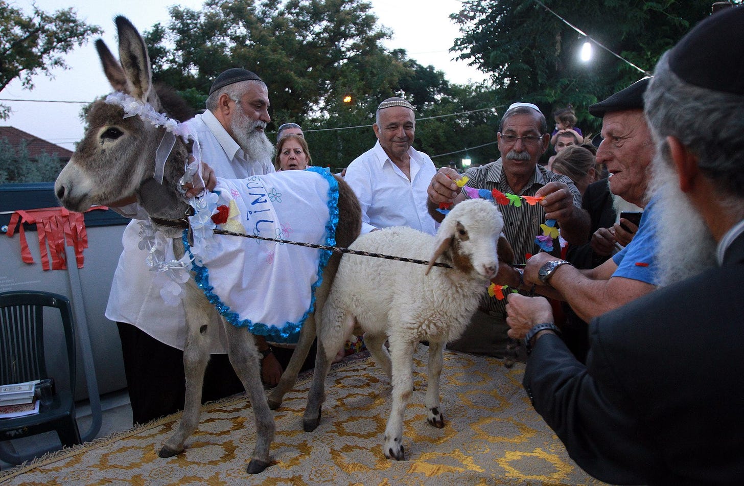 At a Rare Jewish Ceremony, a Donkey Gets to Be King for a Day - Haaretz Com  - Haaretz.com