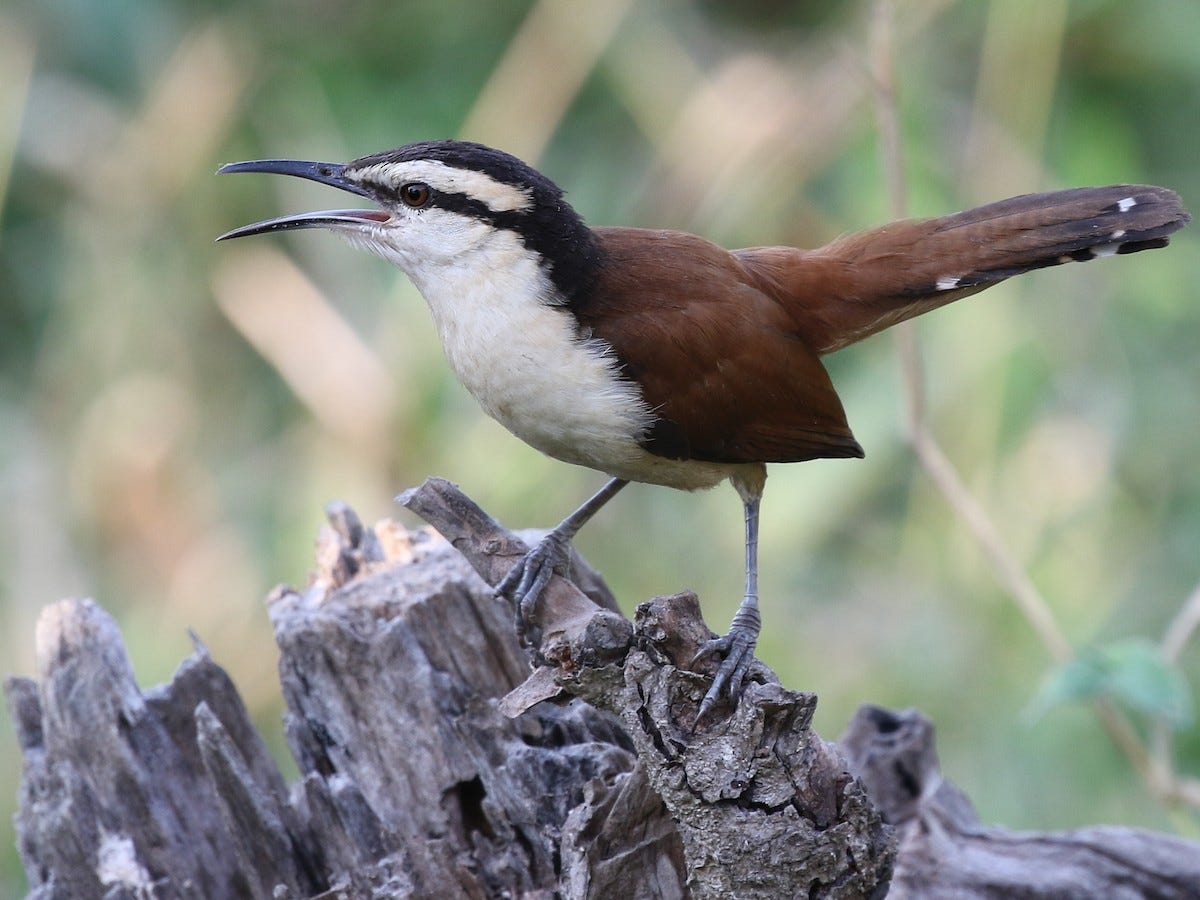 Giant Wren - eBird