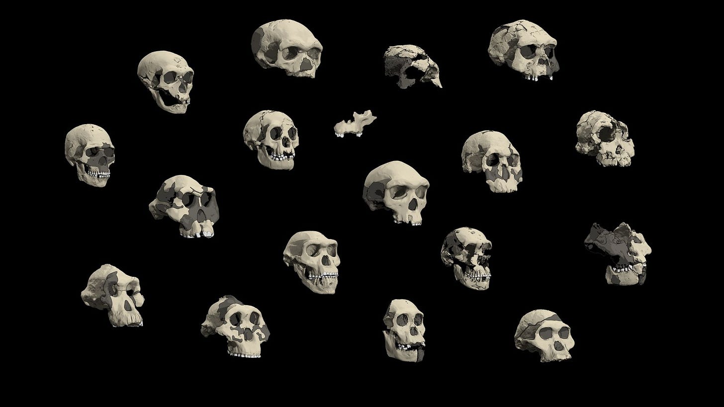 Diagrams of eighteen hominin skulls against a black background