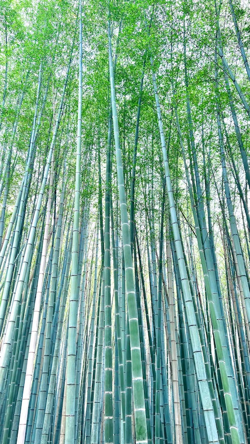 bamboo