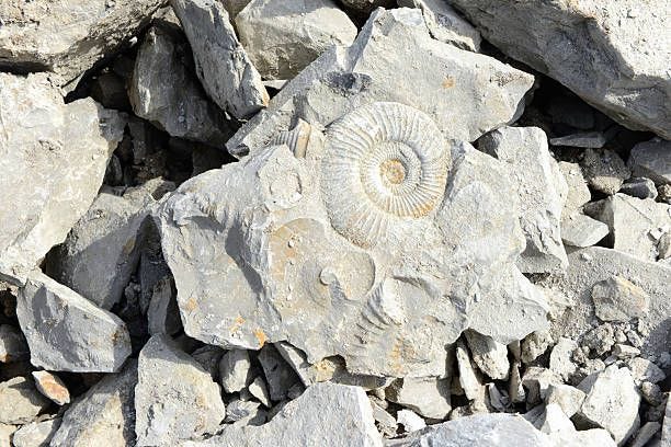 Ammonite fossil in limestone Ammonite fossil in limestone fossil rock stock pictures, royalty-free photos & images