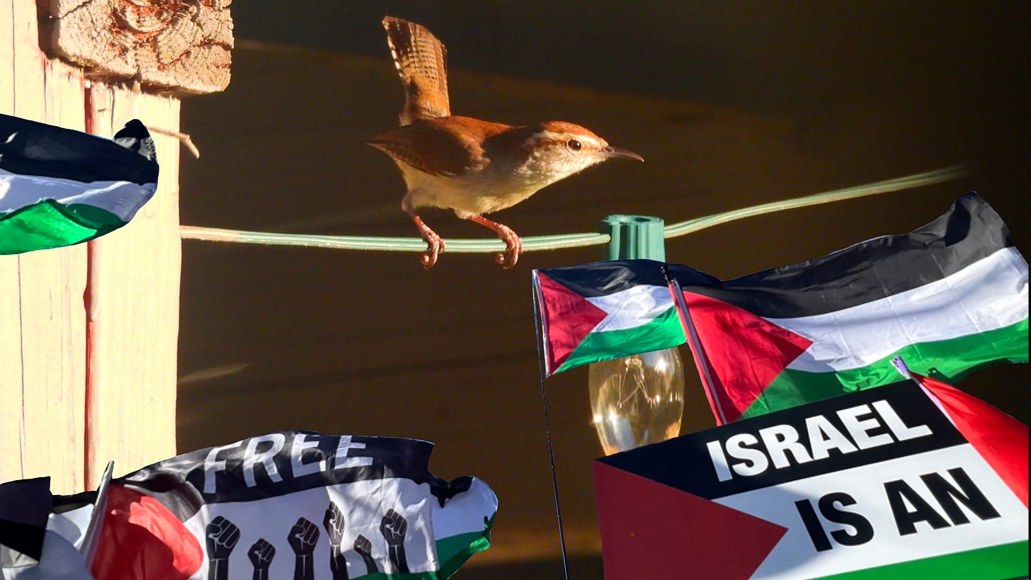 A bewick's wren perches on a wire. Underneath the wren, an array of flags and signs from a pro-palestine protest is super imposed over the image