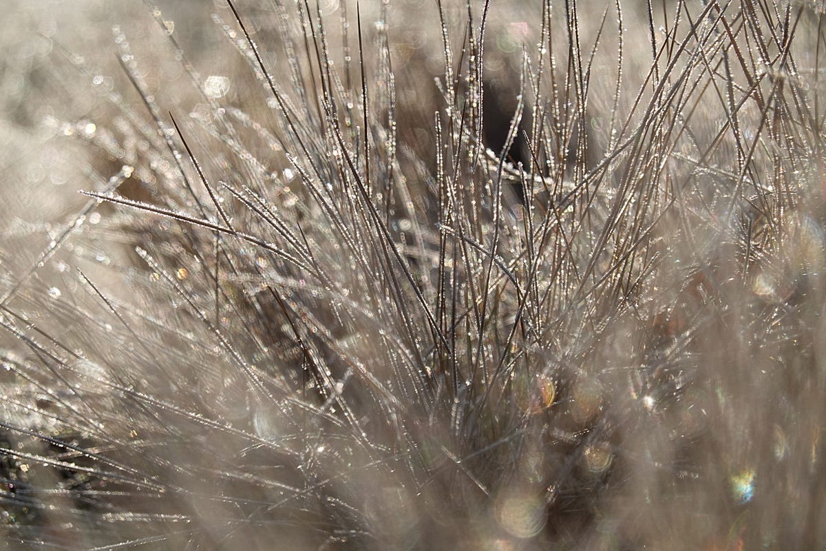 Heavily frosted fescue grasses with ice crystals backlit by the morning sun – photo copyright Michela Griffith 2024