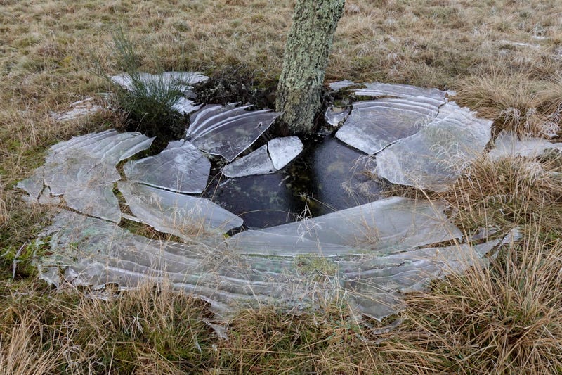 Broken sheets of ice encircle the base of a birch tree 