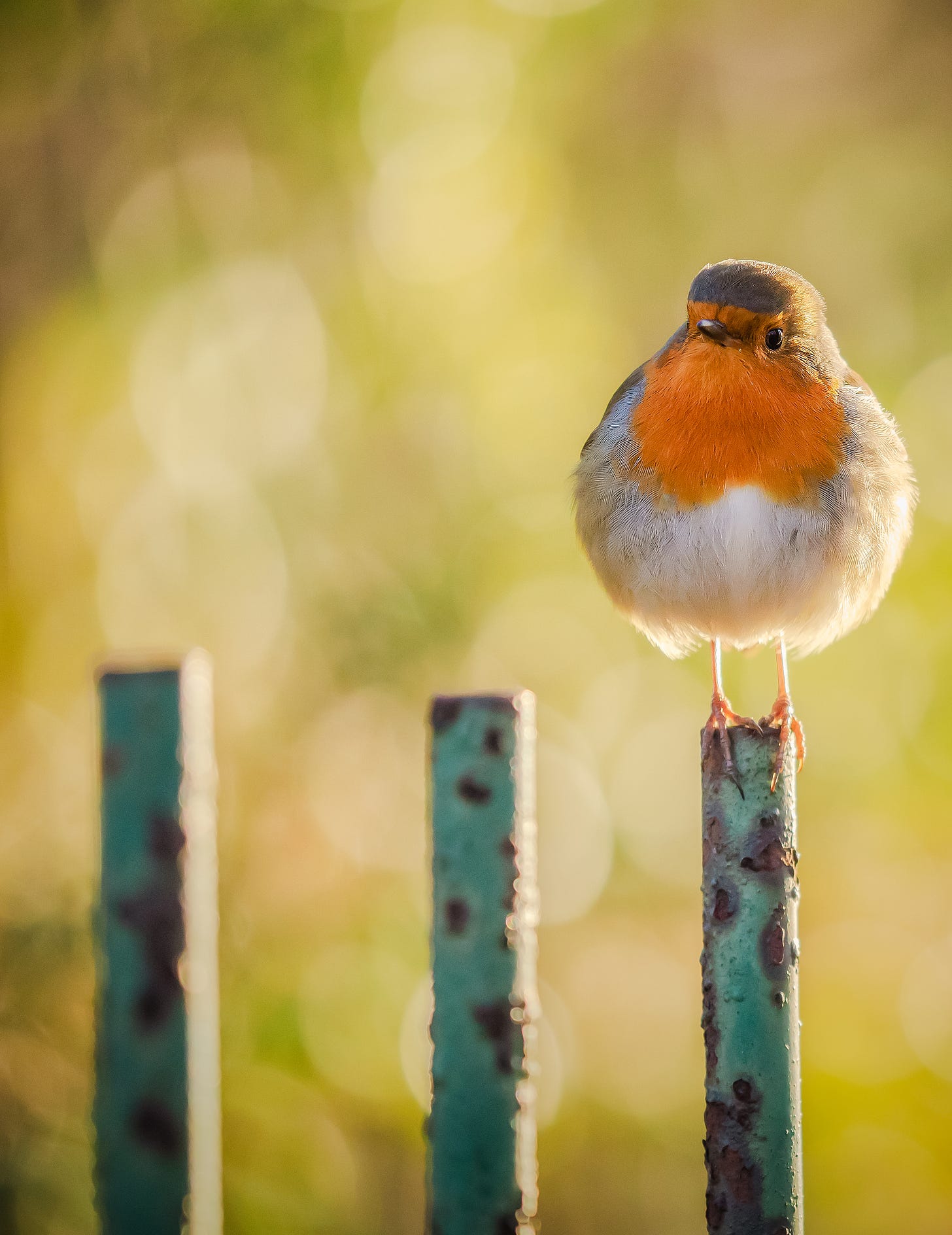 Robin sitting on a metal gate, watching the photographer intently