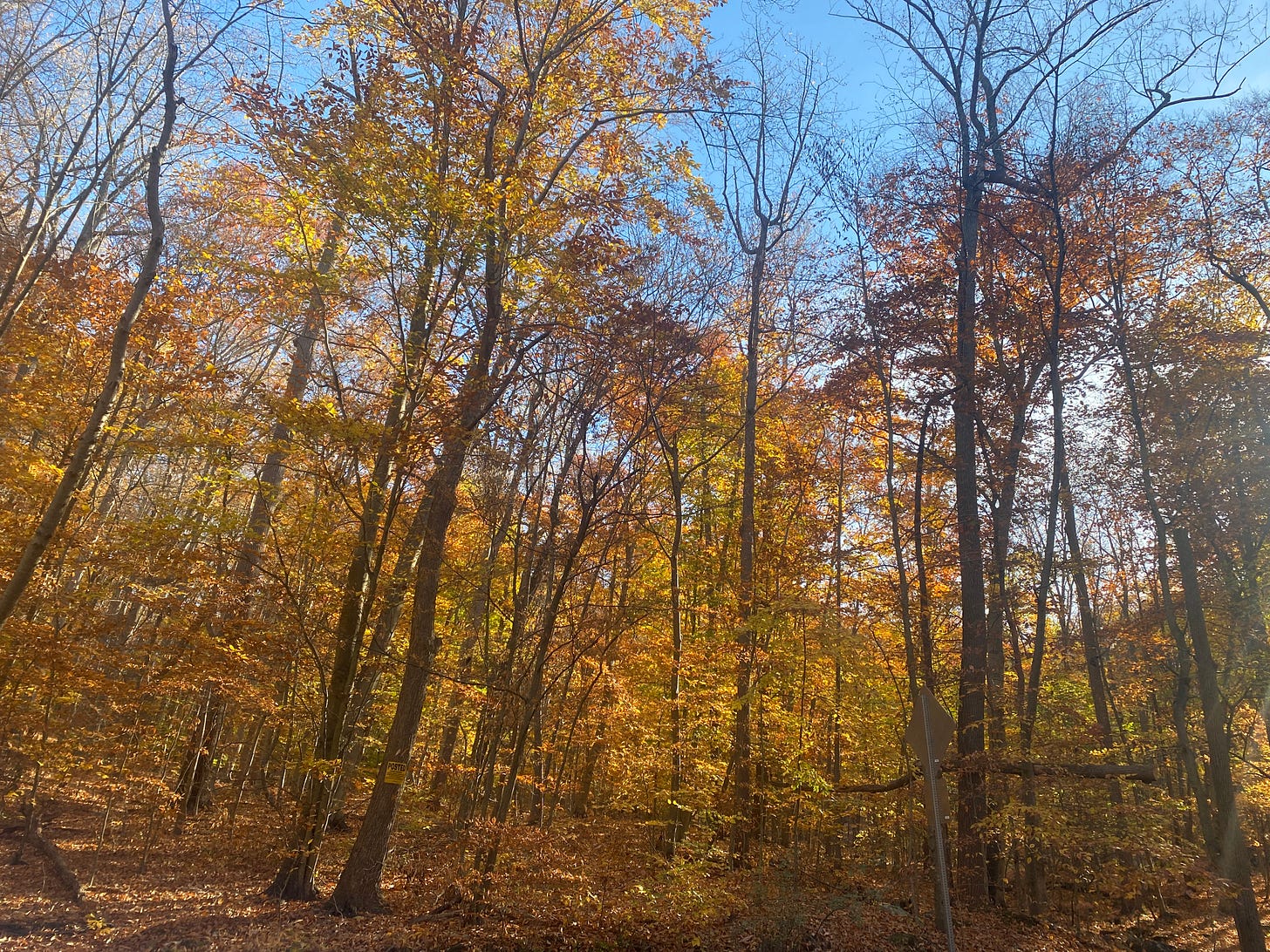 trees with yellow and gold leaves