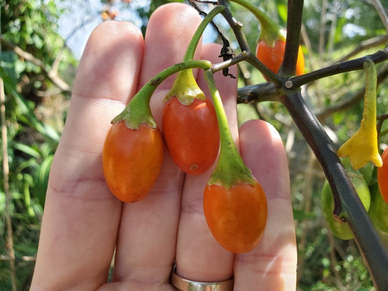 Solanum aviculare [ripe fruit - Mt. Annan] 20230102_150100 sml.jpg